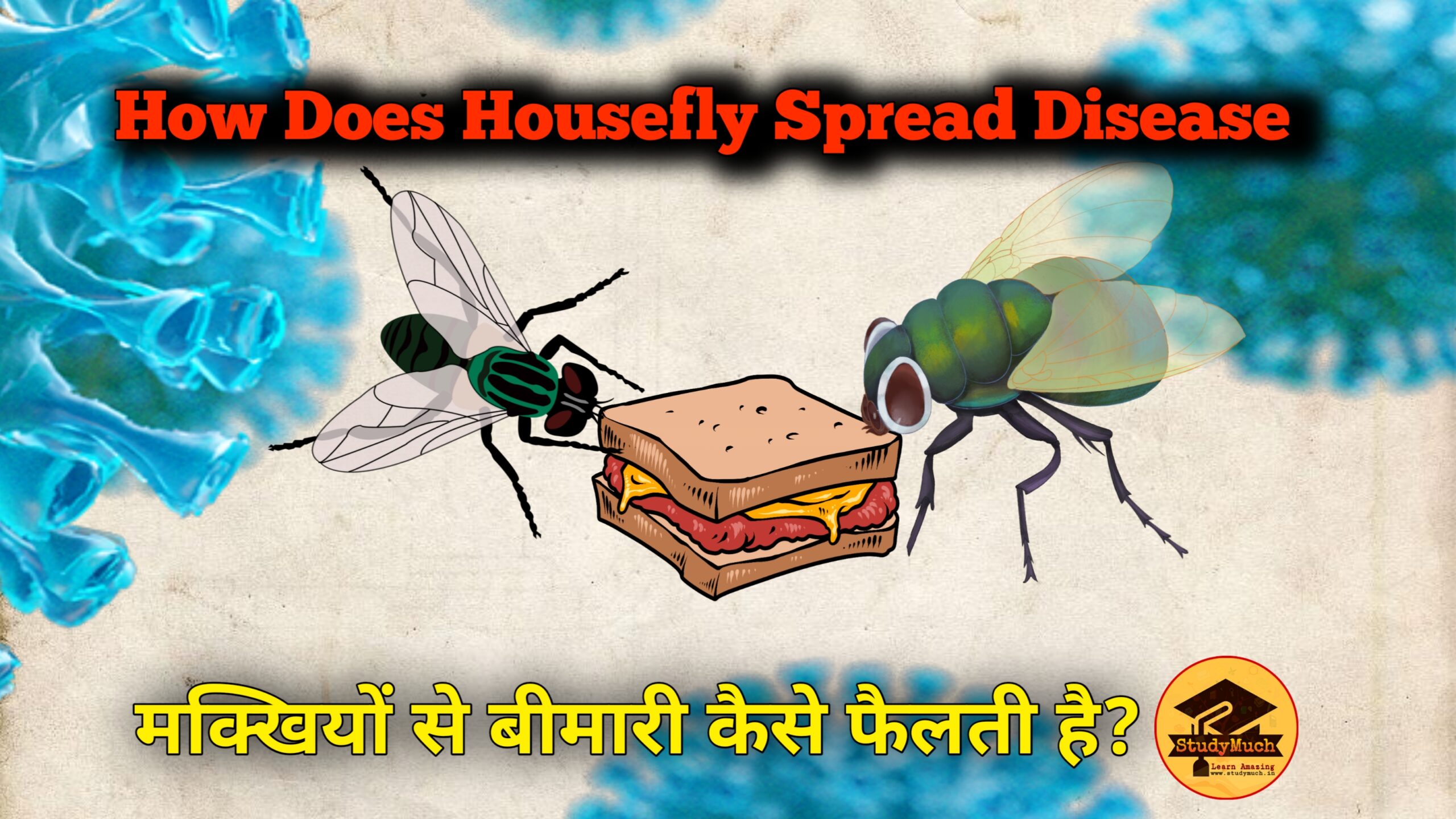 Housefly Spread Disease StudyMuch